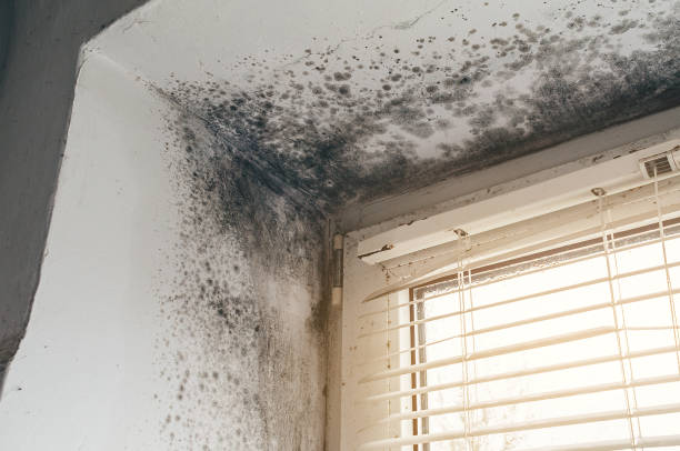 Affordable Black Mold Remediation solutions in Lebanon, KY